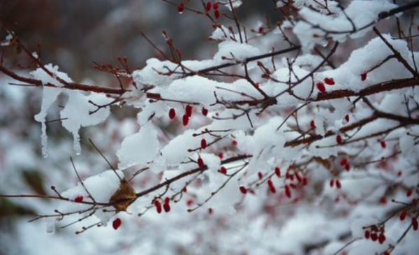 春有百花冬有雪完整全诗作者是和尚吗