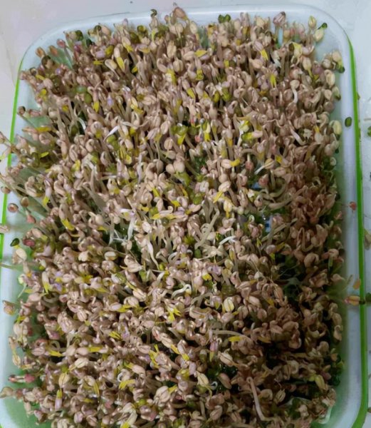 15种可以割了再长的菜