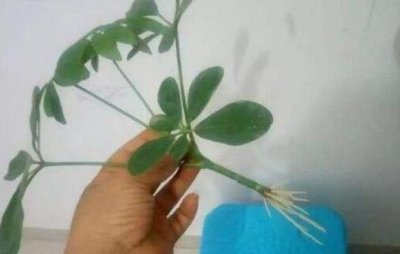 水培生根后转土培的方法图 如何移栽才能提高成活率