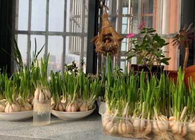 蒜中间有绿芯还能吃吗 大蒜中间长了绿芽吃了会怎样