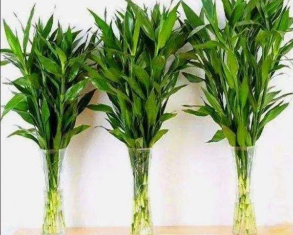 三种药片让富贵竹生根快叶子茂盛