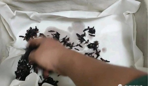 板蓝根是什么植物种类