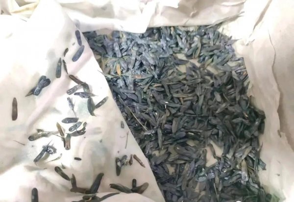 板蓝根是什么植物种类