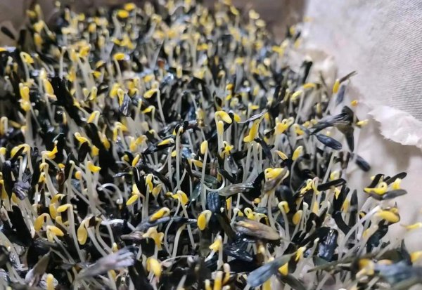 板蓝根是什么植物种类