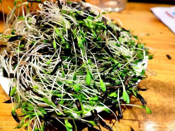 板蓝根是什么植物种类