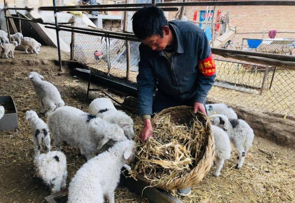 你认为养羊人是一个怎样的人