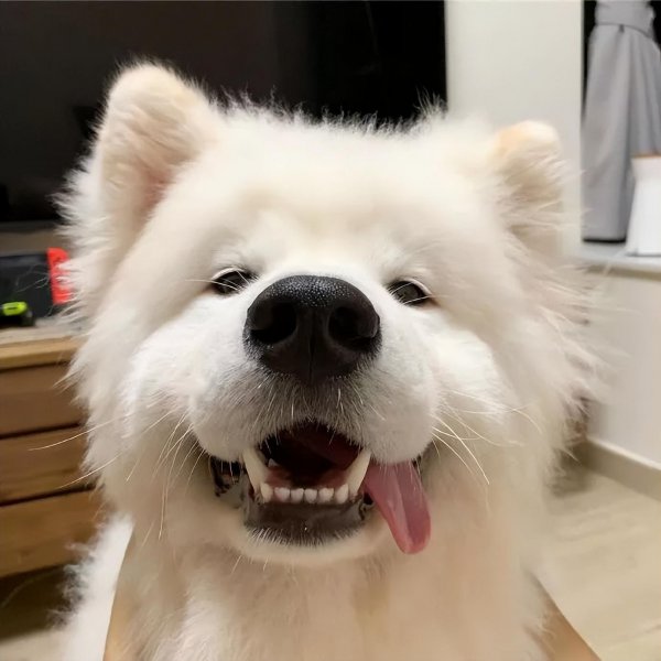 萨摩耶犬价格多少钱一只