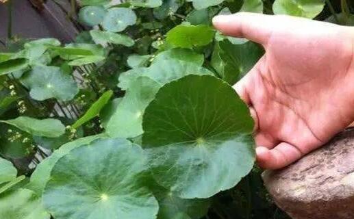 铜钱草需要晒太阳吗