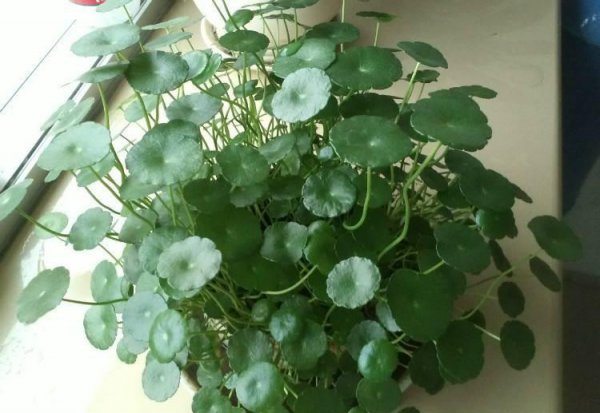 铜钱草需要晒太阳吗