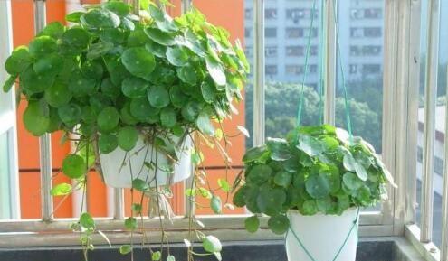 铜钱草需要晒太阳吗