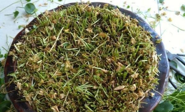 铜钱草需要晒太阳吗