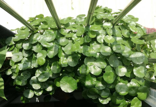 铜钱草需要晒太阳吗