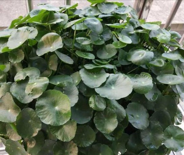 铜钱草需要晒太阳吗