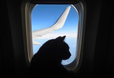 猫咪坐飞机托运费大概多少 宠物猫坐飞机的办理流程