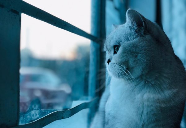 猫咪坐飞机托运费大概多少