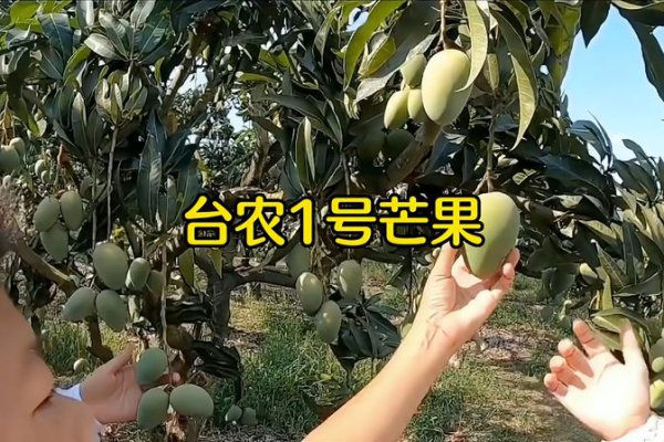 台芒成熟的最佳季节