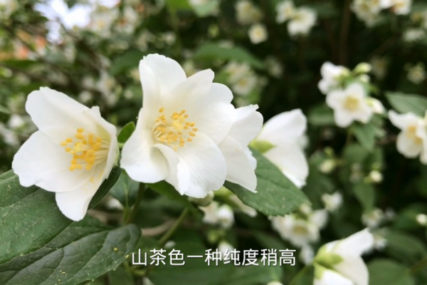 茶色是什么颜色解释