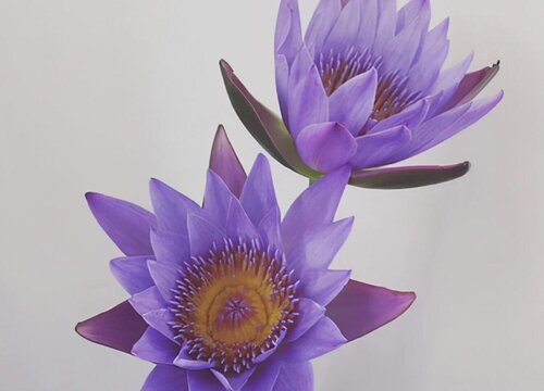 睡莲插花瓶里怎么养能活的久