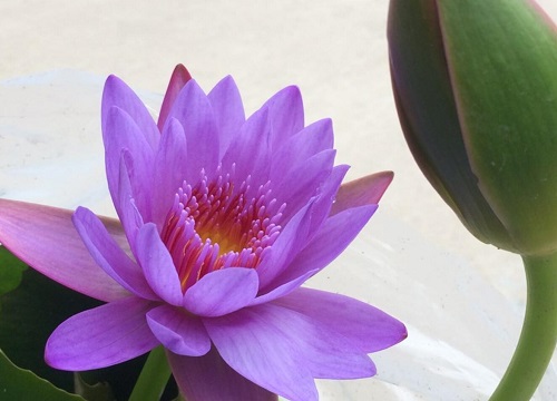 睡莲插花瓶里怎么养能活的久