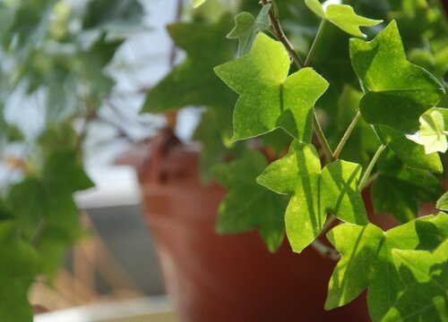 客厅适合养的18种植物及图片