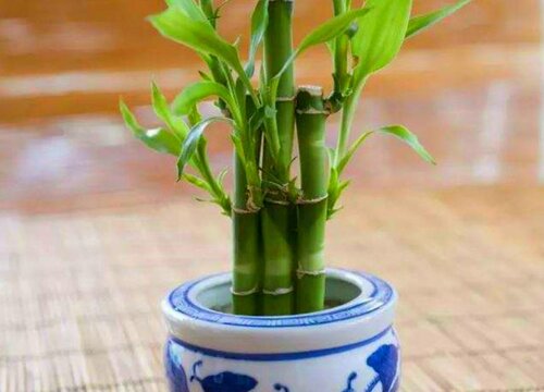 客厅适合养的18种植物及图片