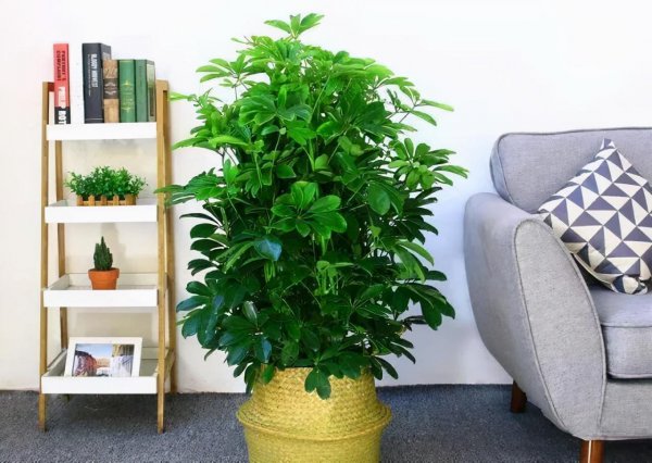 客厅适合养的18种植物及图片