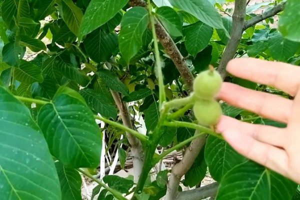 院子里种核桃树好吗