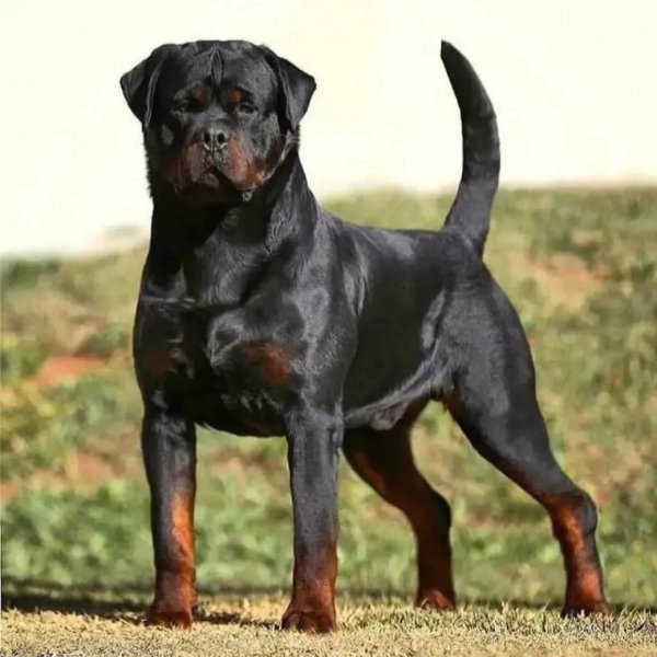 世界十大名犬排行榜