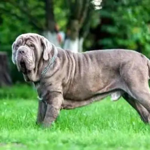 世界十大名犬排行榜