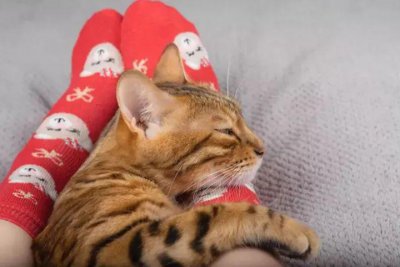 猫咪为什么喜欢睡床尾 喜欢睡在长尾靠在脚边原因