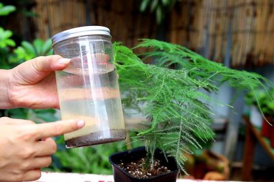 烟灰水可以浇哪几种花 分享烟灰水在植物生长中的应用方法