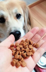 良心狗粮有哪些品牌 目前什么狗粮好而且性价比高