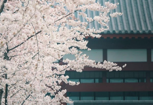 鉴真大师简介