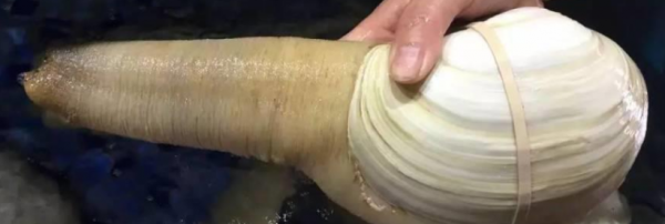 一般常见海鲜都是有什么品种