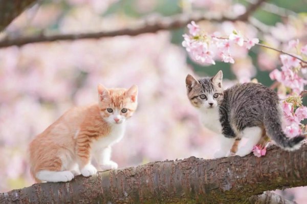 新猫到家要躲多久