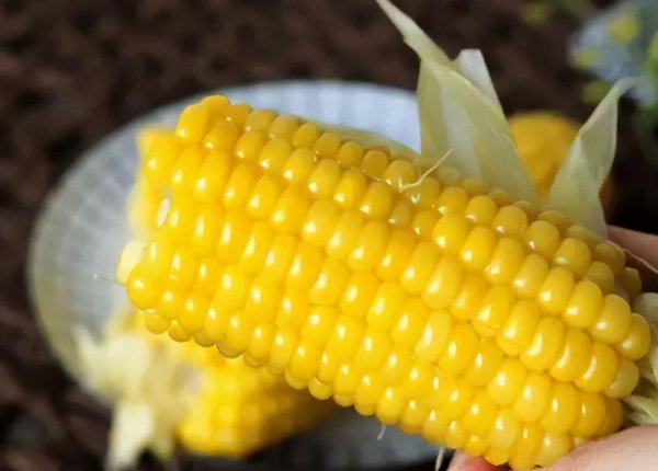 排名第一的玉米品种