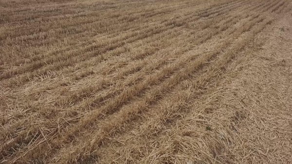 夏玉米什么时候种最合适