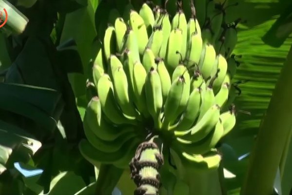 香蕉是有性繁殖还是无性繁殖