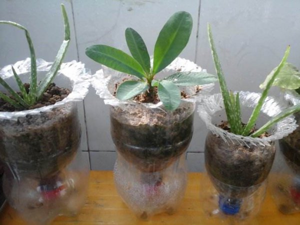 空矿泉水瓶的各种用途