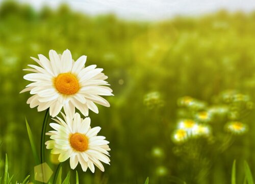 雏菊花语是什么意思