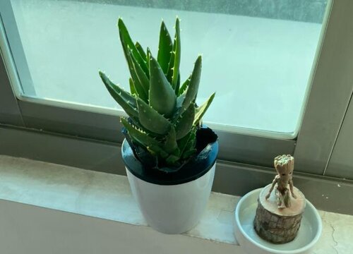 电脑旁边放什么植物防辐射最好