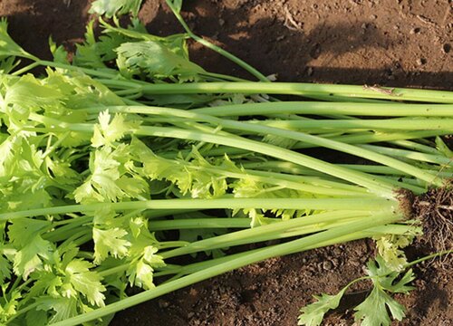 高纤维蔬菜有哪些食物排行表