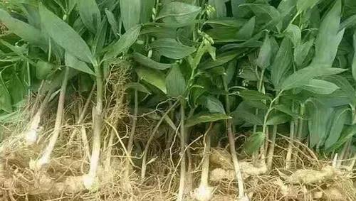 人工种植药材有哪些品种