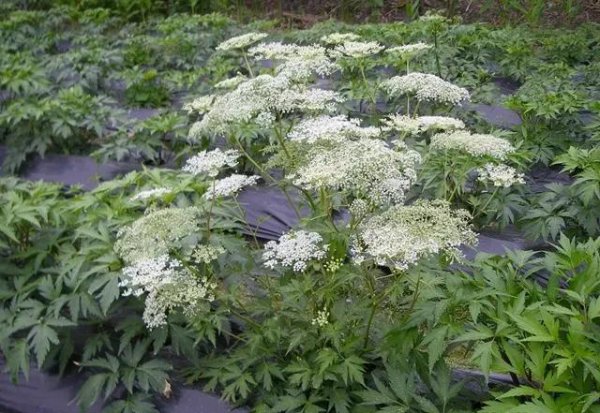 人工种植药材有哪些品种