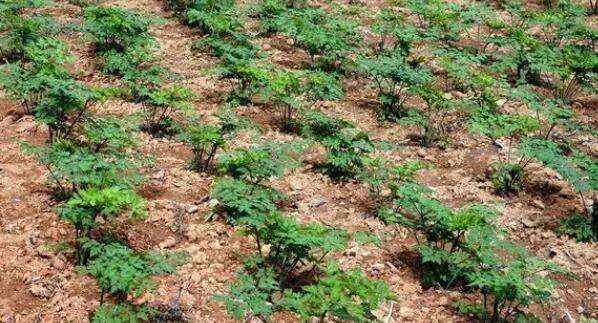 人工种植药材有哪些品种