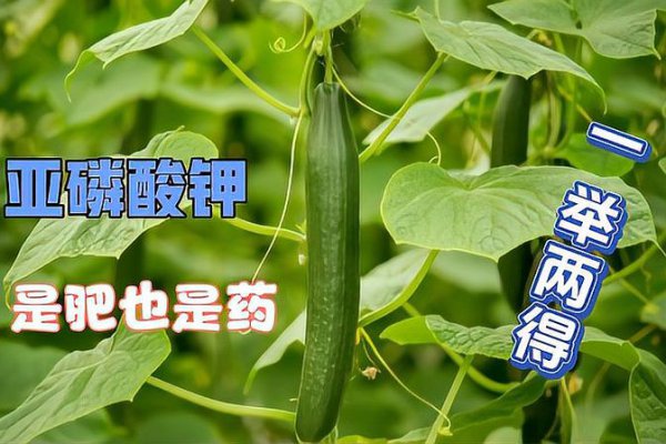 亚磷酸钾控旺效果怎么样