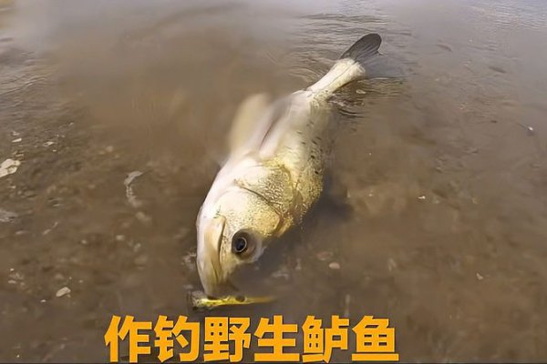 一天中钓鲈鱼最佳时间