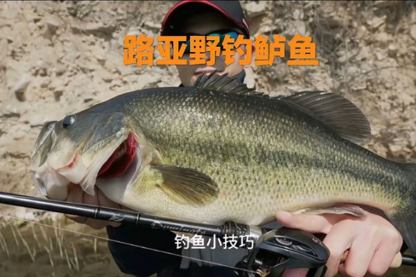 一天中钓鲈鱼最佳时间