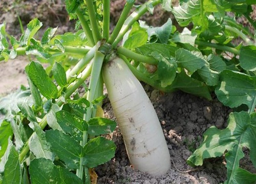 萝卜几月种植最好