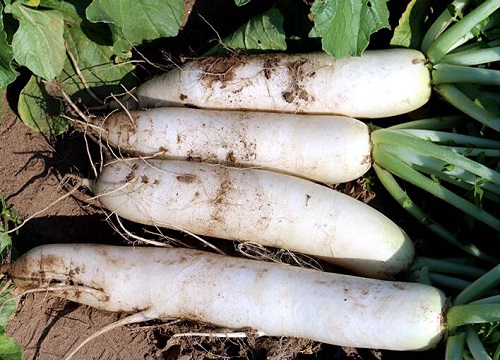 萝卜几月种植最好